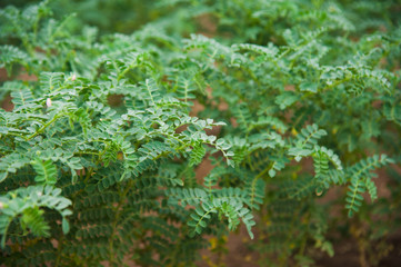 Chickpea crop field