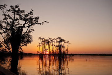 Naklejka premium Drowned Trees, Cuyabeno, Amazon