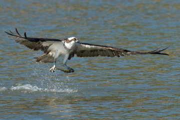 Osprey catches a fish and grasps it in his talons