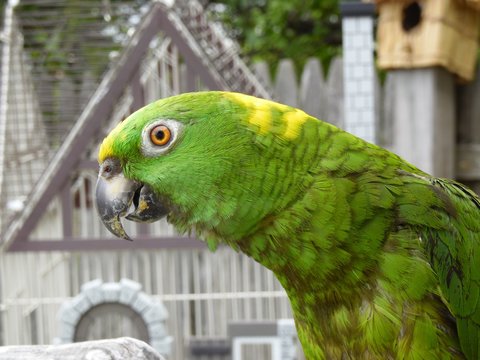 Morgan B&G Macaw and Rocky YNA