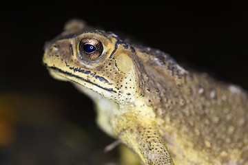 Tropical toad