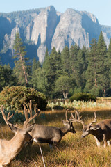 Mule deer bucks in Yosemite Valley
