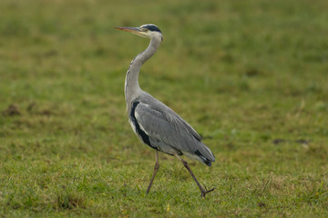 Naklejka premium graureiher