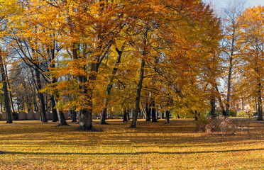 Beautiful autumn park. Autumn in Riga. Autumn trees and leaves. Autumn Landscape.Park in Autumn. Forest in Autumn.