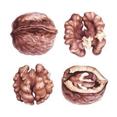 Watercolor illustrations of walnuts