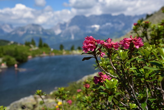 Almrose am Spiegelsee / &Ouml;sterreich