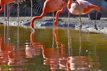 Les flamants roses