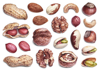 Watercolor illustrations of nuts