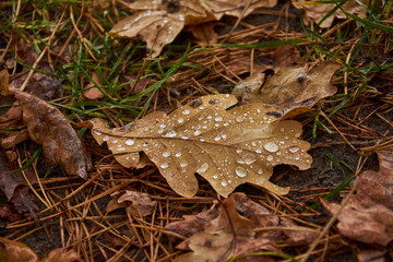 bacground of leafe with raindrops. macro photography of rain drops on oak leaf