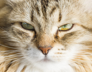 Foreground of a beautiful brown white siberian cat
