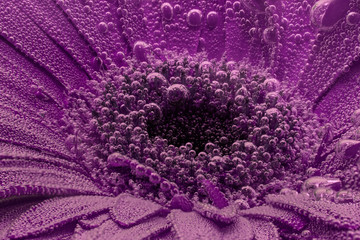 Gerbera Blume benetzt von vielen Luftbläschen