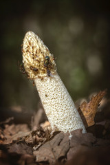 Common stinkhorn ( Phallus impudicus) covered with flies