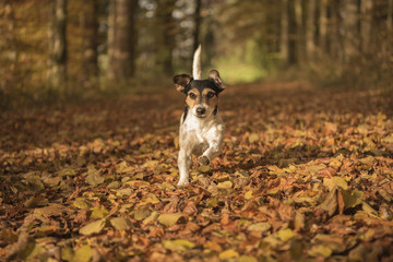 Dog running through the forest in autumn