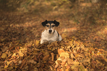 Dog sitting in a foliage in autumn -  jack russell terrier