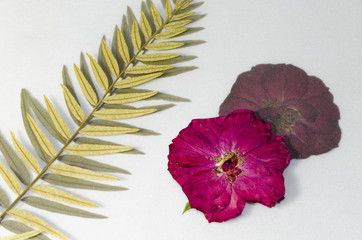 Dried flowers and leaves