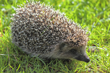 Young forest Hedgehog.