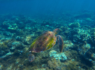 Green sea turtle photo in clean blue water. Sea turtle closeup.