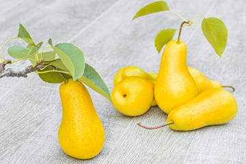 Yellow pears on gray wooden background, close-up