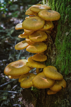 Ringless Honey Fungus (Armillaria tabescens) on the oak trunk of