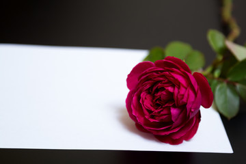 Beautiful red rose and a blank white sheet of paper