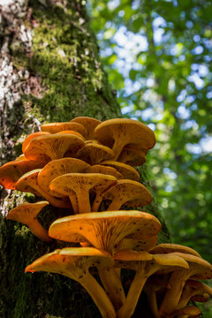 Ringless Honey Fungus (Armillaria tabescens) on the oak trunk of
