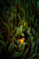 A Clown Anemonefish (Amphiprion percula) peeks out from anemone tentacles on the Remax divesite, Lembeh Straits - obrazy, fototapety, plakaty
