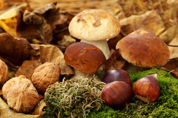 camouflage en forêt 