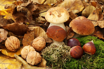 cèpes et noix 