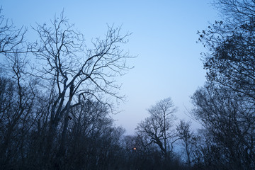 sunset view with tree