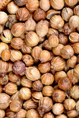 Vertical background of coriander
