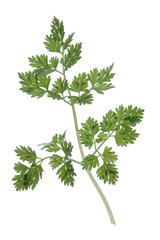 Branch of fresh parsley