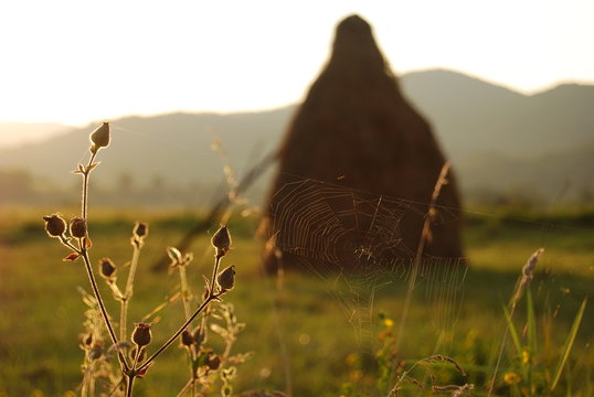 spider on a web sunset in the evening with heystack on backgroun