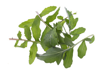 fresh arugula leaves on white background