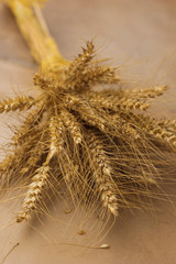 Stalks of golden wheat grains tied up