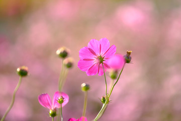 Fototapeta premium コスモス