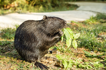 Nutria, or coypu, or swamp beaver (lat. Myocastor coypus), a mammal of the rodent