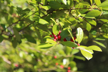 Red berries on a branch