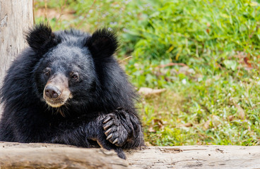 Black bear in the forest.