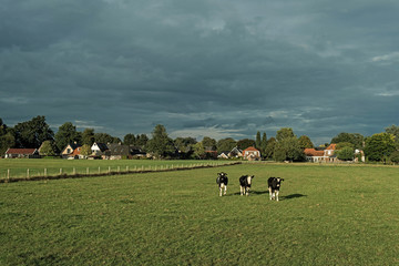 Three young cows on farmland running towards camera. Geesteren.