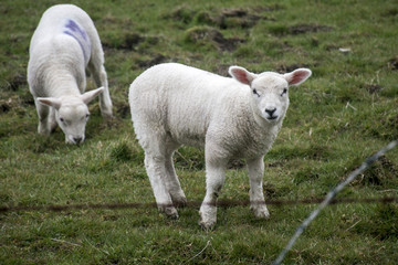 Naklejka na ściany i meble Sheep herd farm on green gras in scotland 5