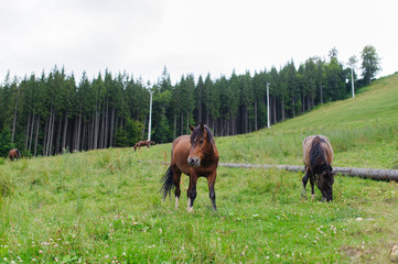 Grazing Horses on the Hillside