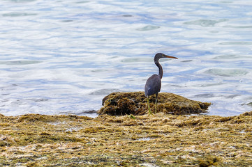 Bird on Bounty Island in Fiji