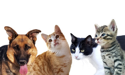 Pets animals group collage for pet shop or veterinary on white background