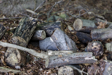 Cut firewood logs in forest on dry old foliage 