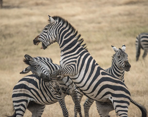 Fighting Zebras, Ngorongoro Crater