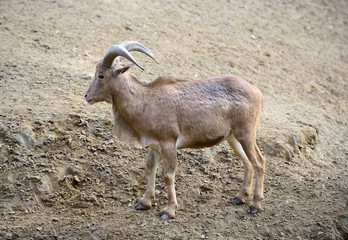 One Barbary sheep (Ammotragus lervia)