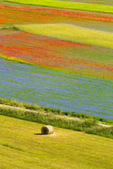 campi coltivati a lenticchia - Castelluccio - Italia