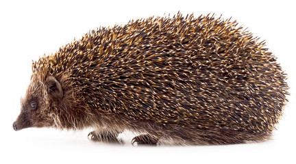 Big hedgehog.