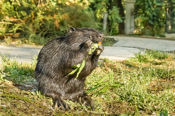 Black Nutria or coypu, or swamp beaver (lat. Myocastor coypus), a mammal of the rodent eats green leaves. © garmashevanatali