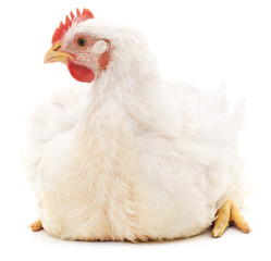 White rooster.